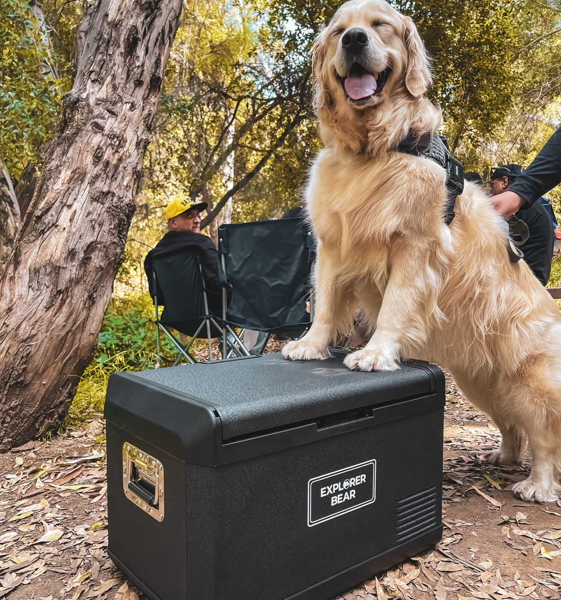 Camping with Explorer Bear